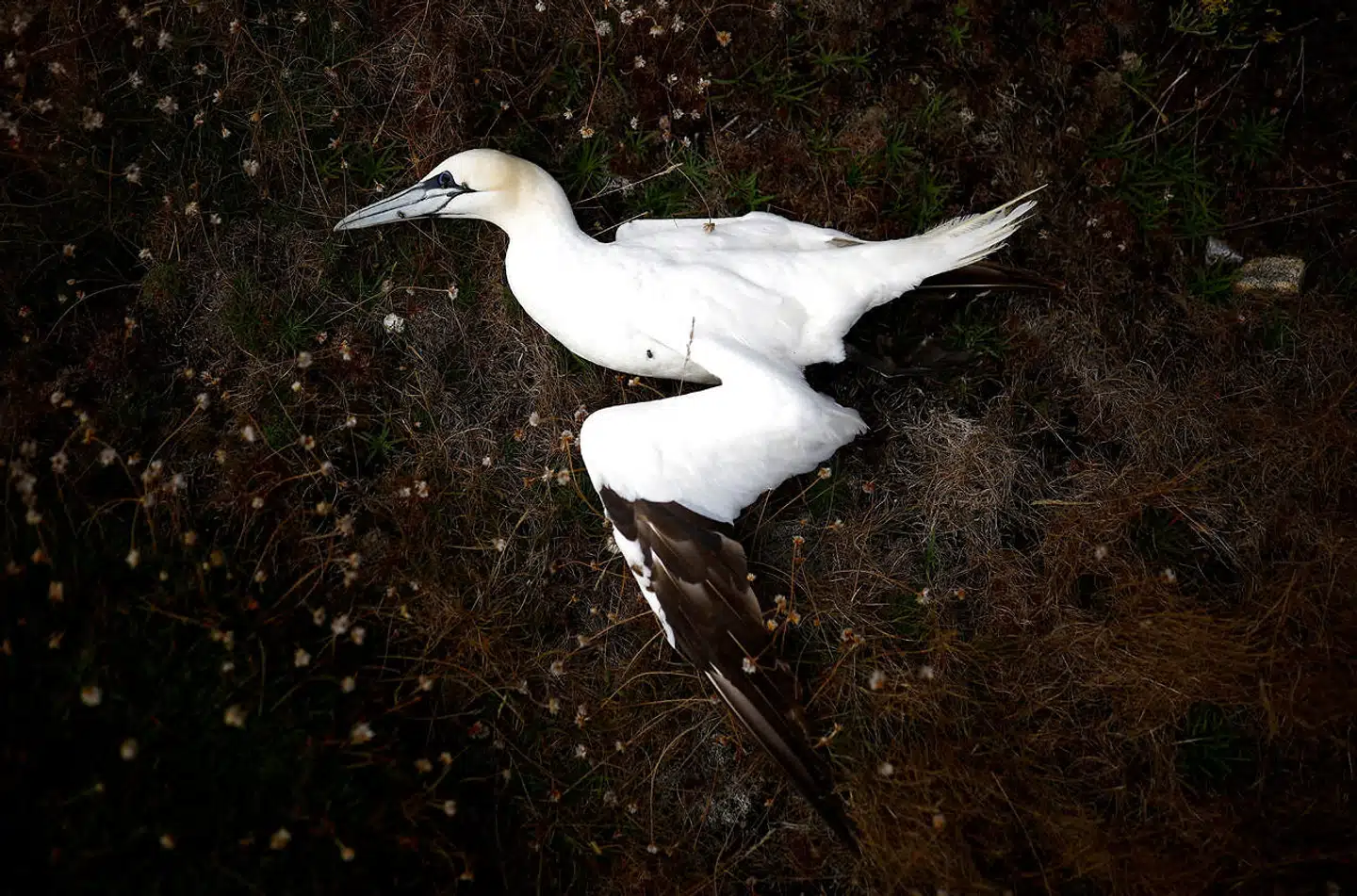 En død sule fundet på en ø nær kysten i Bretagne i starten af september. Foto: Stephane Mahe, Scanpix