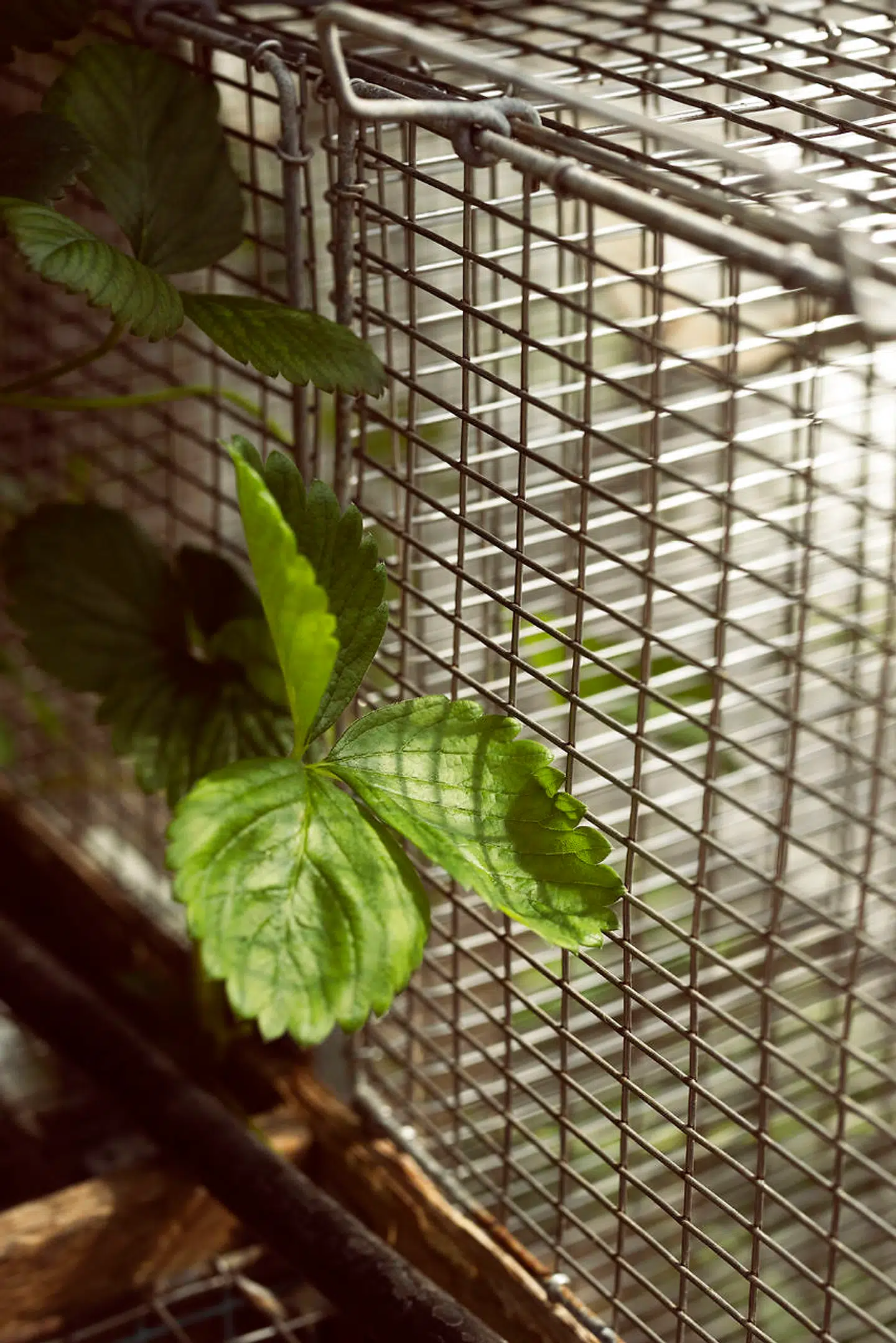 Foto: Tor Birk Trads.