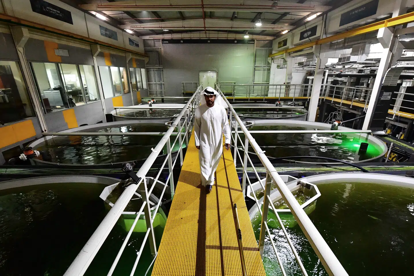 I Dubai forsøger opdrætterindustrien også at få luft under finnerne. I dette anlæg udsættes laks for lys, der skal efterligne Norges solopgange og -nedgange. Foto: Giuseppe Cacace, Scanpix.