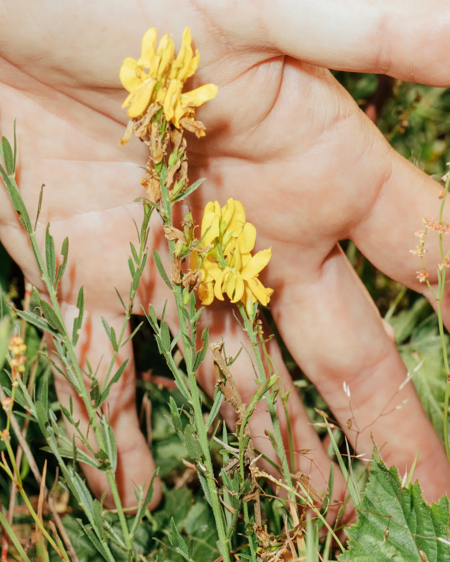 »Der står farvevisse, for helvede! Undskyld mig, jeg kommer til at græde! Jeg troede, den var uddød her hos os.« Foto: Tobias Nicolai