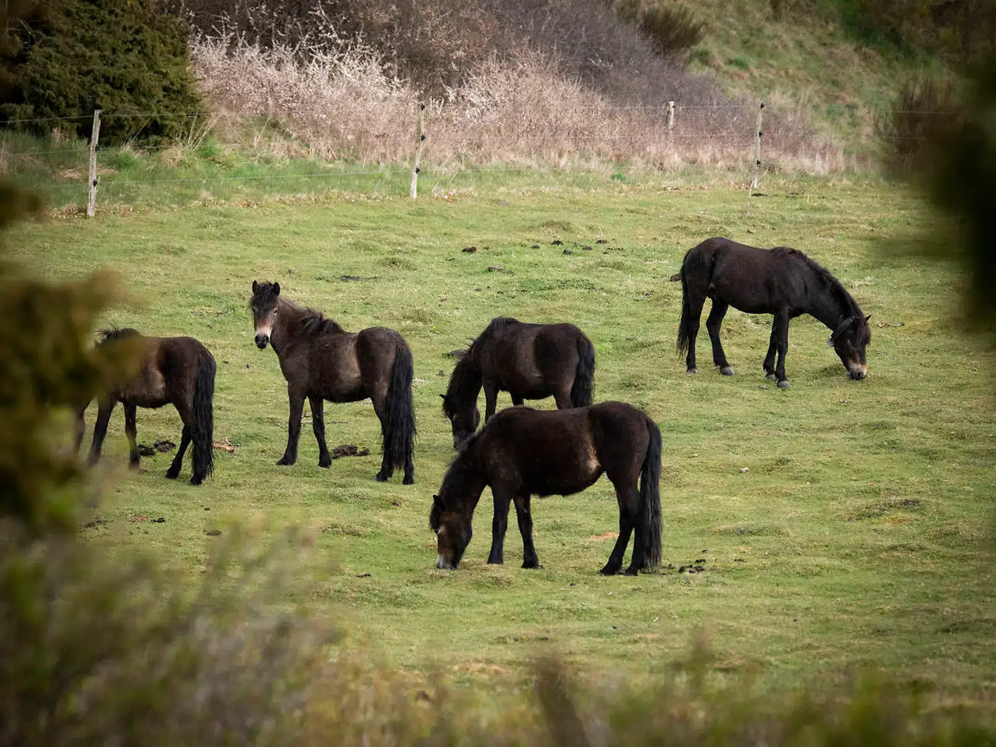 Gæssende vildheste på Molslaboratoriets arealer. Arkivfoto: Jens Thaysen