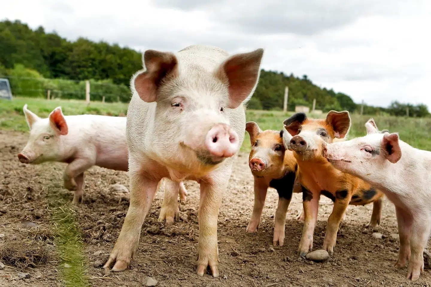 Foto: Annelene Petersen, Scanpix