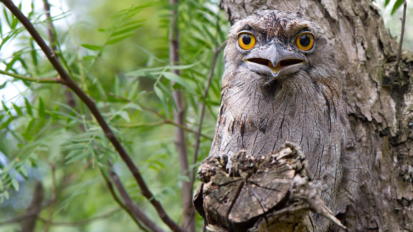 Arkivfoto: Bill Collison