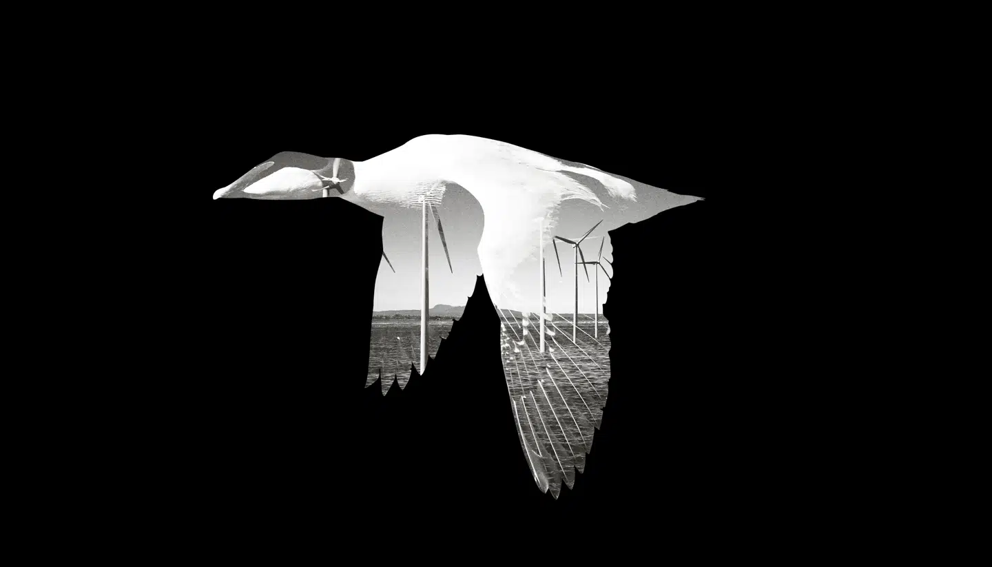 Collage: Mathias Hoeg