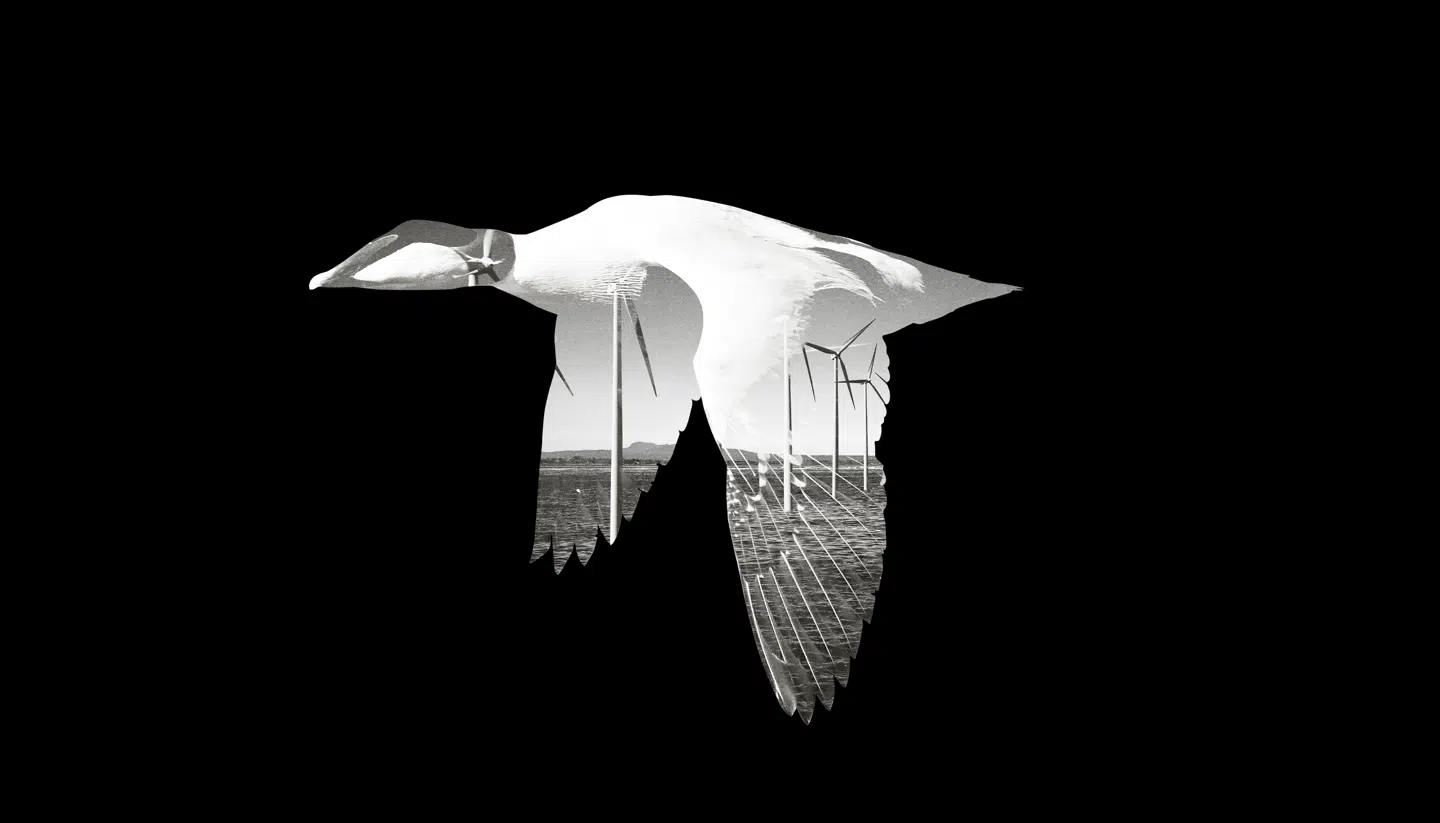 Collage: Mathias Hoeg