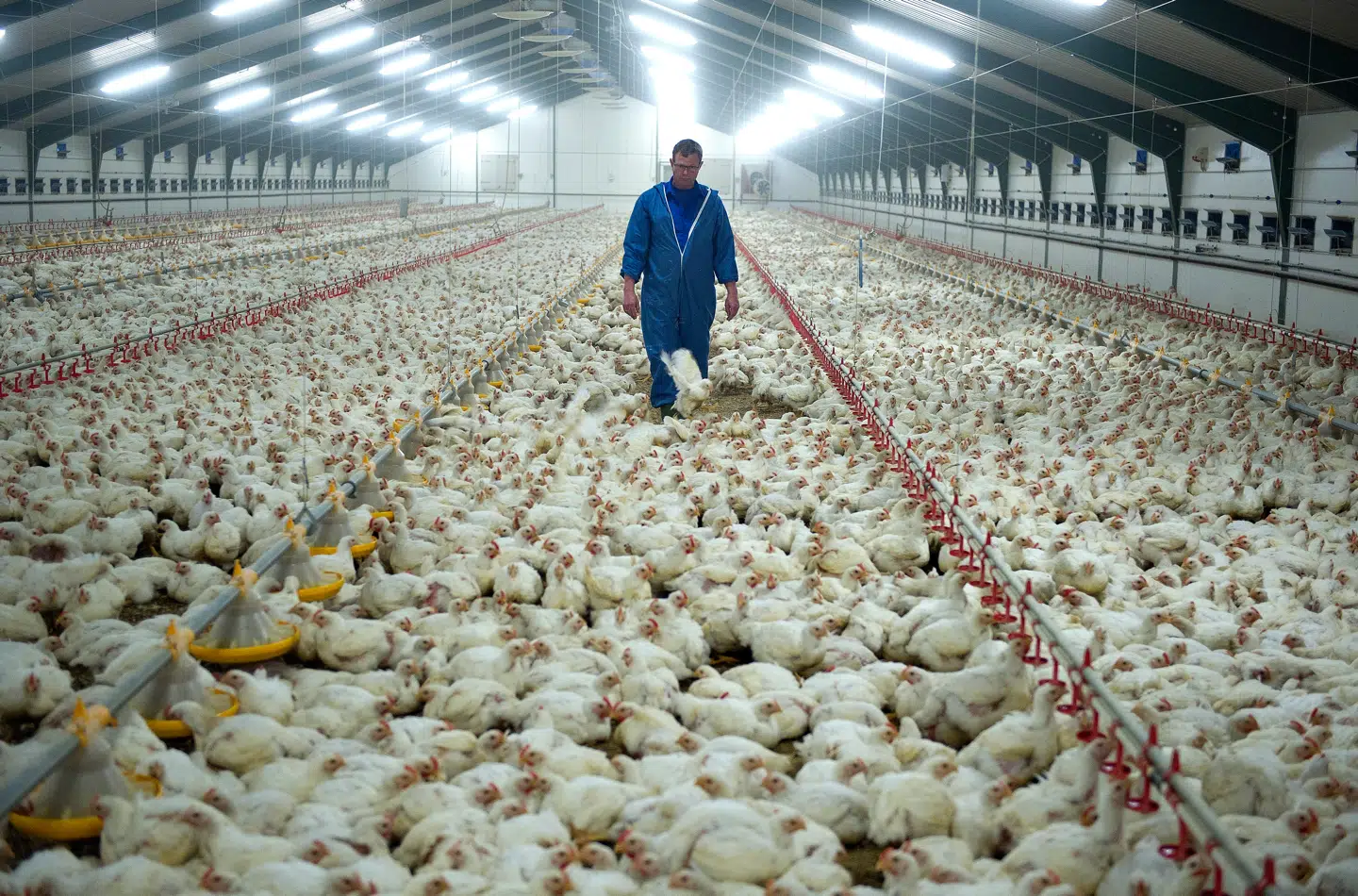 BT: Kyllingefarm hos Solveig Laursen, Struer, godt 30.000 kyllinger klar til slagtning.