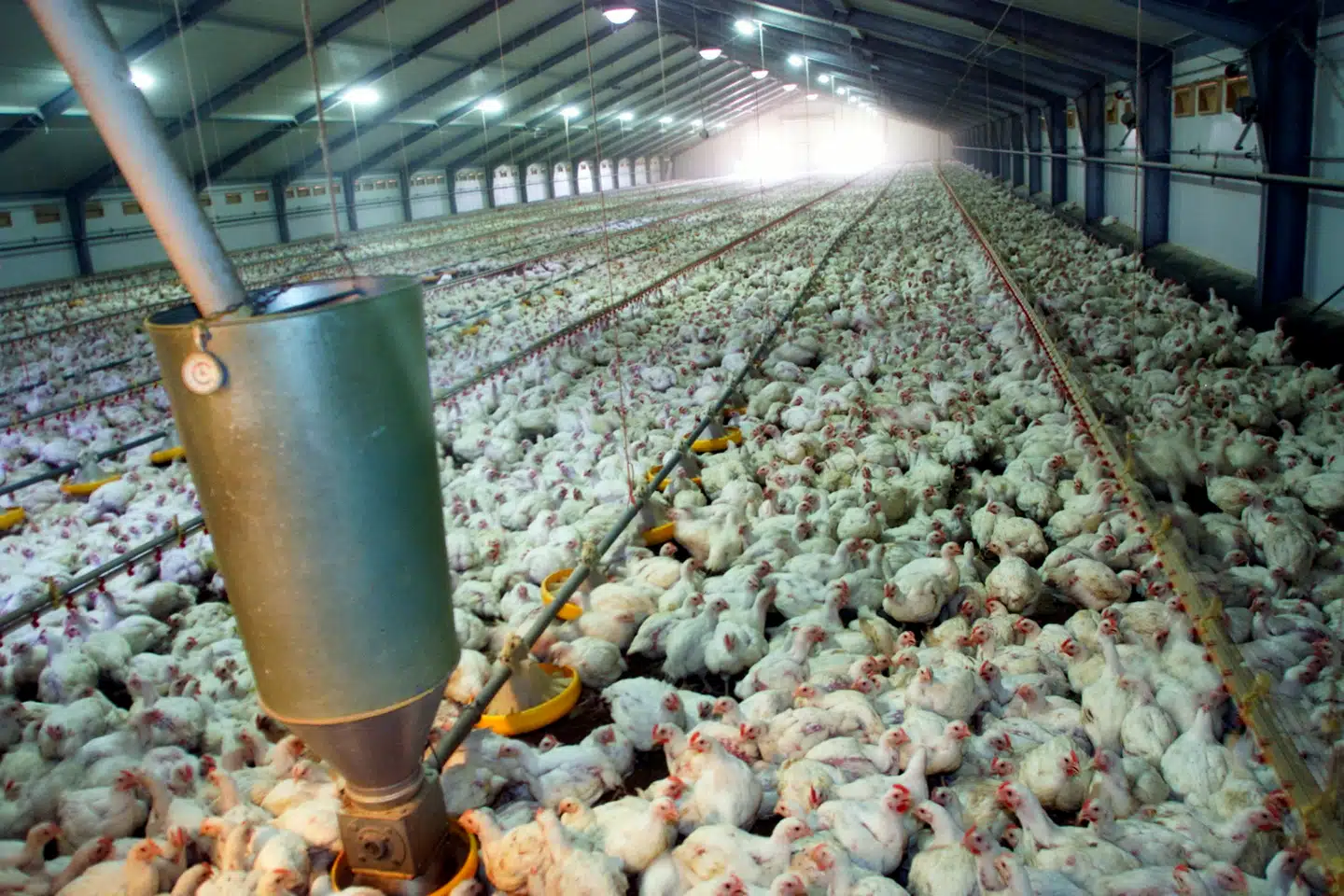 Slagtekyllingens vækstrate er steget med 376 procent fra 1957 til 2005.
Foto: Henning Bagger, Scanpix