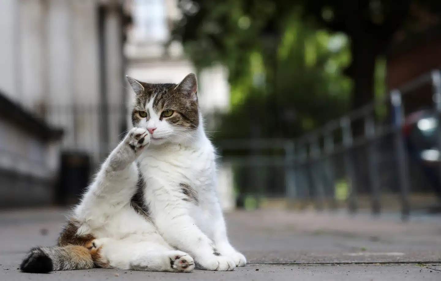 20 procent af de danske husstande holder kat. Men af det officielle Danmark opfattes katten som uønsket i den danske natur. 
Foto: Simon Dawson, Scanpix