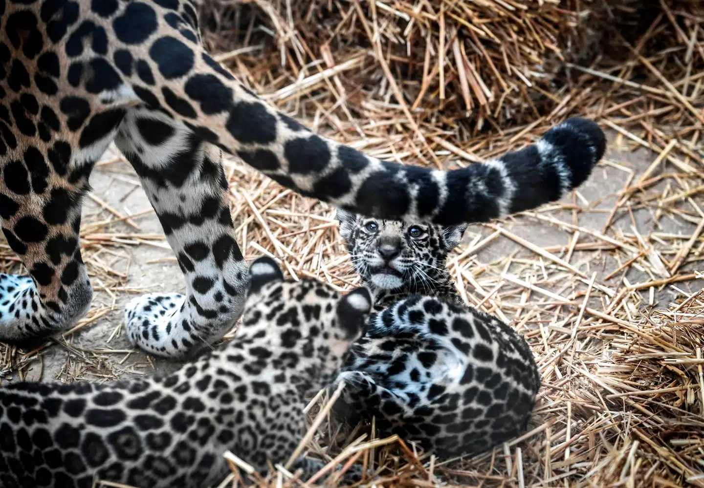 Mange af de store kattedyr er blandt de dyr, der ofte anvendes som ingredienser i traditionel medicin. Foto: Ritzau Scanpix