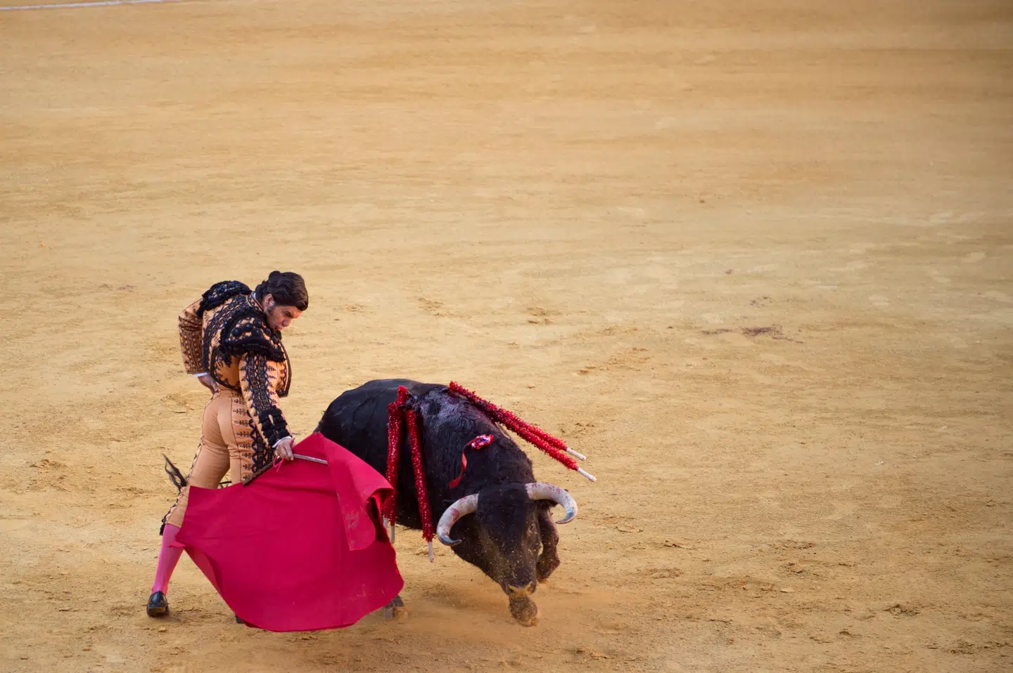 Kamptyrens fysiske fremtoning alene indgyder ærefrygt: muskuløs og tætbygget med et enormt nakkeparti og højt rejste horn, der uden problemer kan gennembore en menneskekrop. Foto: Jorge Guerrero/AFP