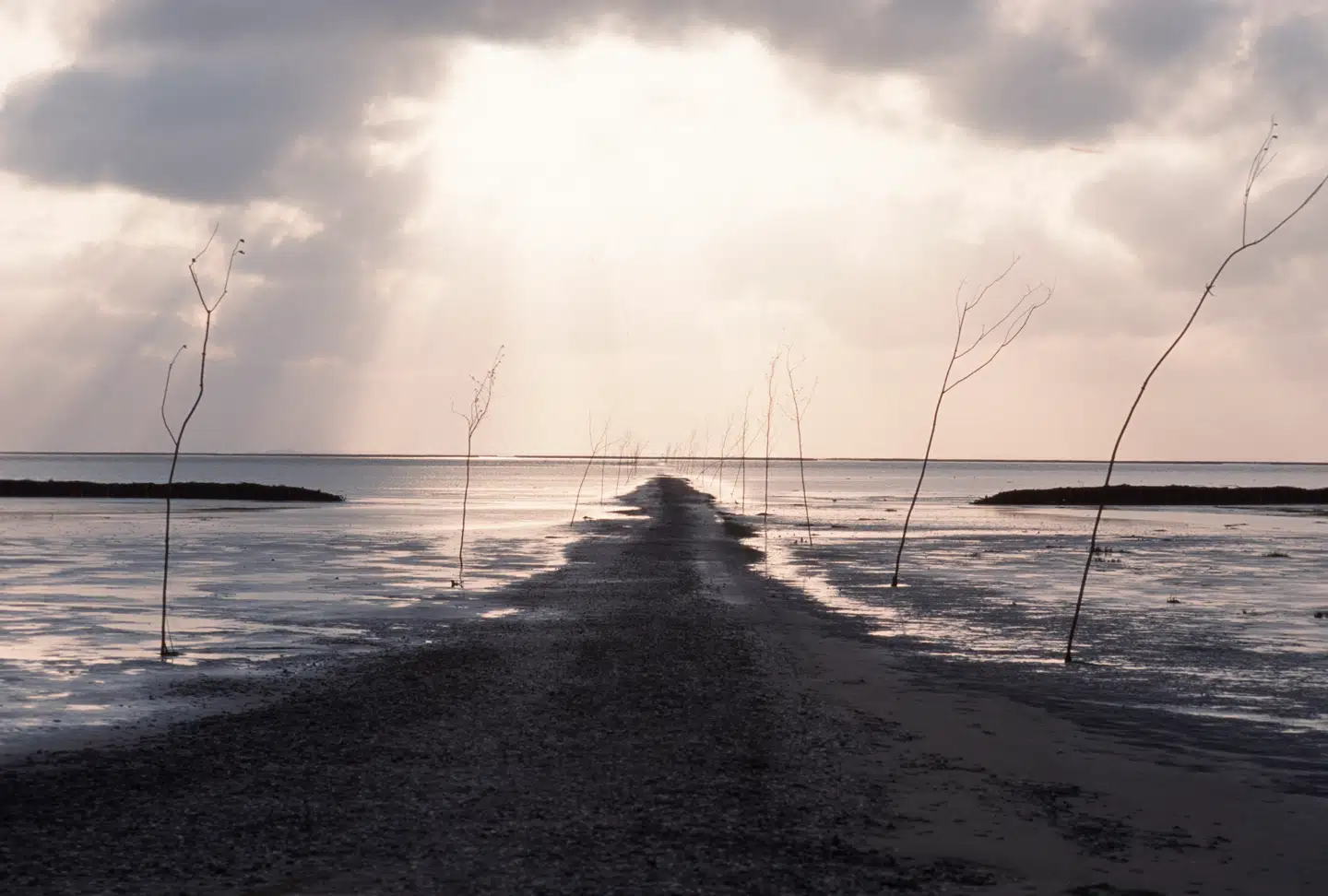 Et eller andet er sket, som tillader glæden ved Danmark. Sandsynligvis den dobbelte krise, corona og klima. Mandø Ebbevej ved Vadehavet. Foto: Niels Fabæk, Scanpix