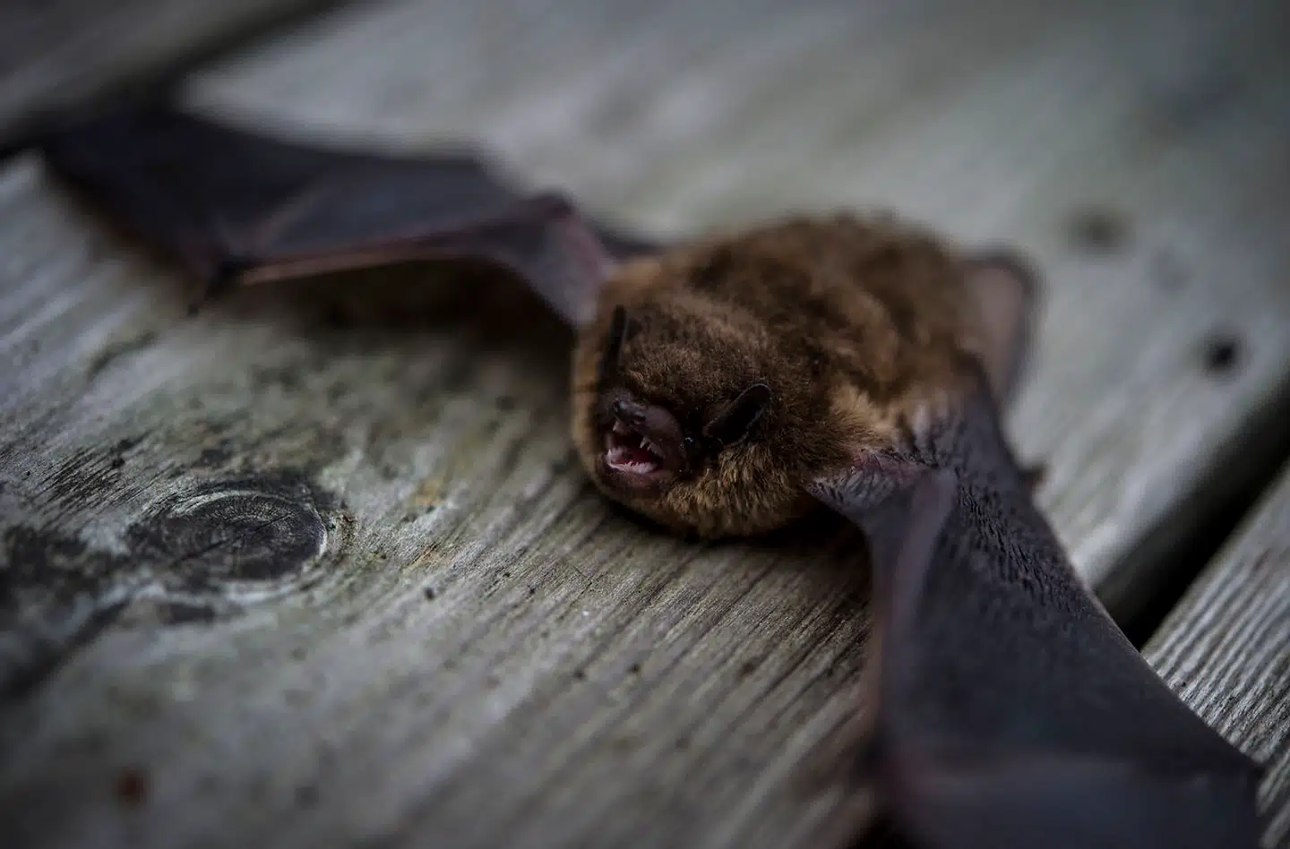 Flagermus menes at være hovedværten for coronavirus, som er blevet overført til mennesker. Foto: Steen Ole / Ritzau Scanpix