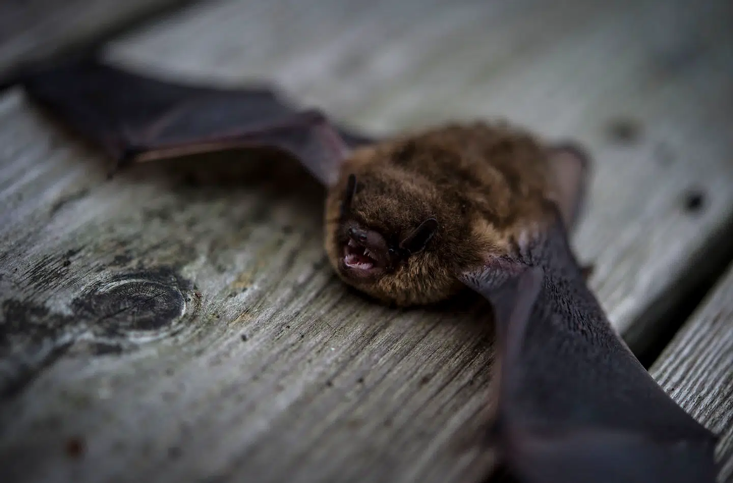 Flagermus menes at være hovedværten for coronavirus, som er blevet overført til mennesker. Foto: Steen Ole / Ritzau Scanpix