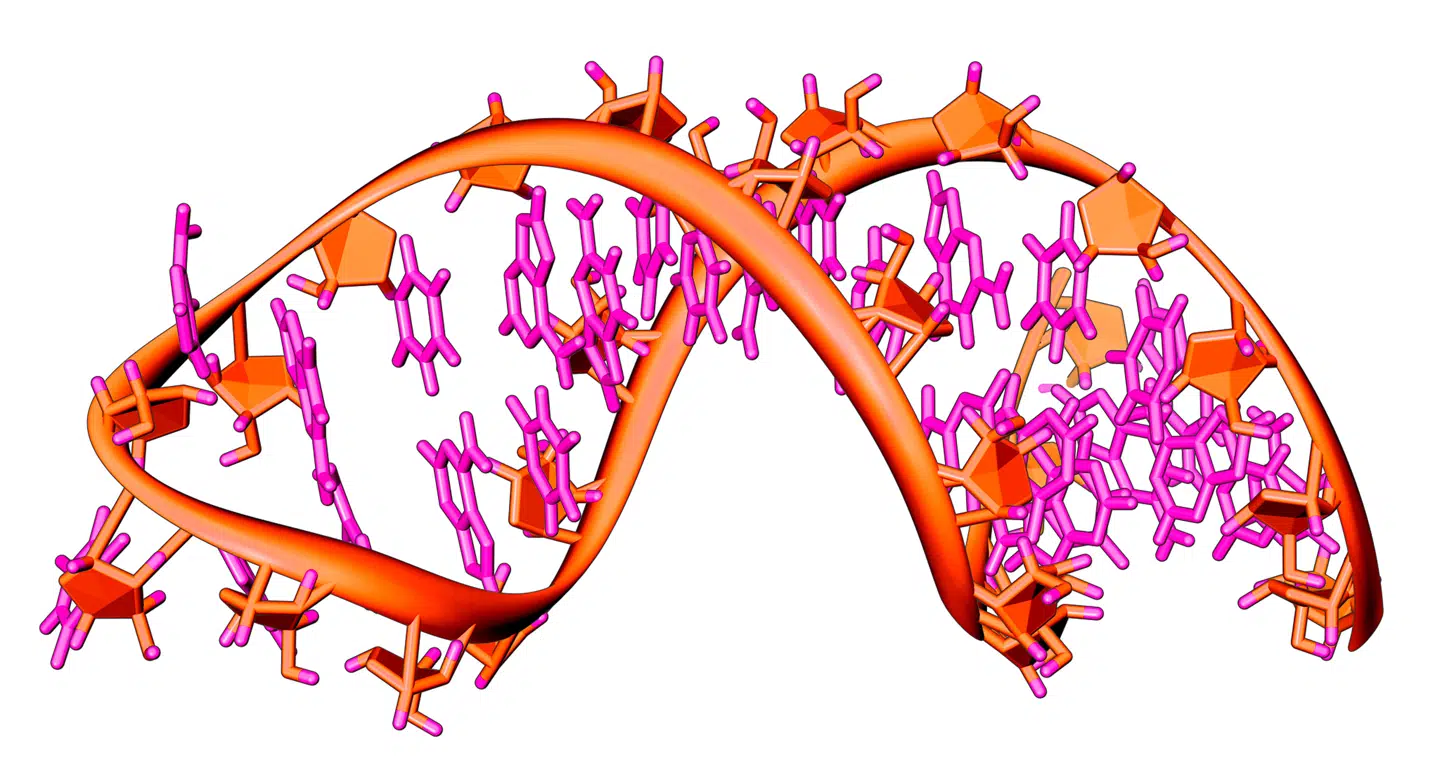 Rna er en af livets fundamentale byggesten. I cellen sørger rna for at bearbejde genetisk information. Det er alsidigt og let at lave kunstigt og er derfor eftertragtet i lægevidenskaben. Illustration: Vossman/Wikimedia Commons