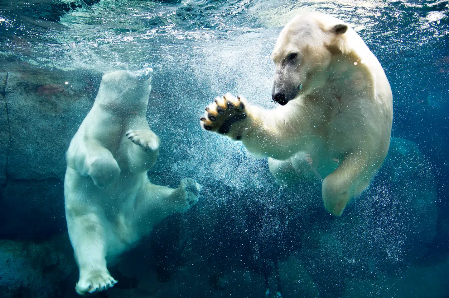 Jo større, jo bedre. Sådan lyder tommelfingerreglen, når det gælder dyrearters afkast i zoologiske haver. Foto: Jens Nørgaard Larsen/Scanpix