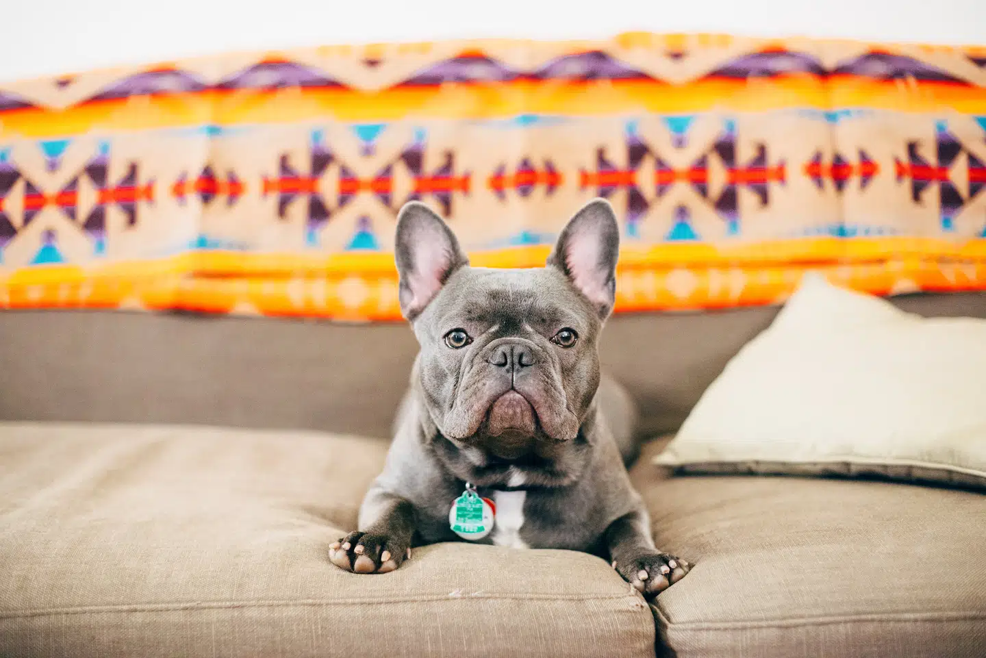 I det danske studie havde kun 1,4 procent af de franske bulldogs helt åbne næsebor. 49 procent havde næsten helt lukkede næsebor.
Foto: Linh Nguyen