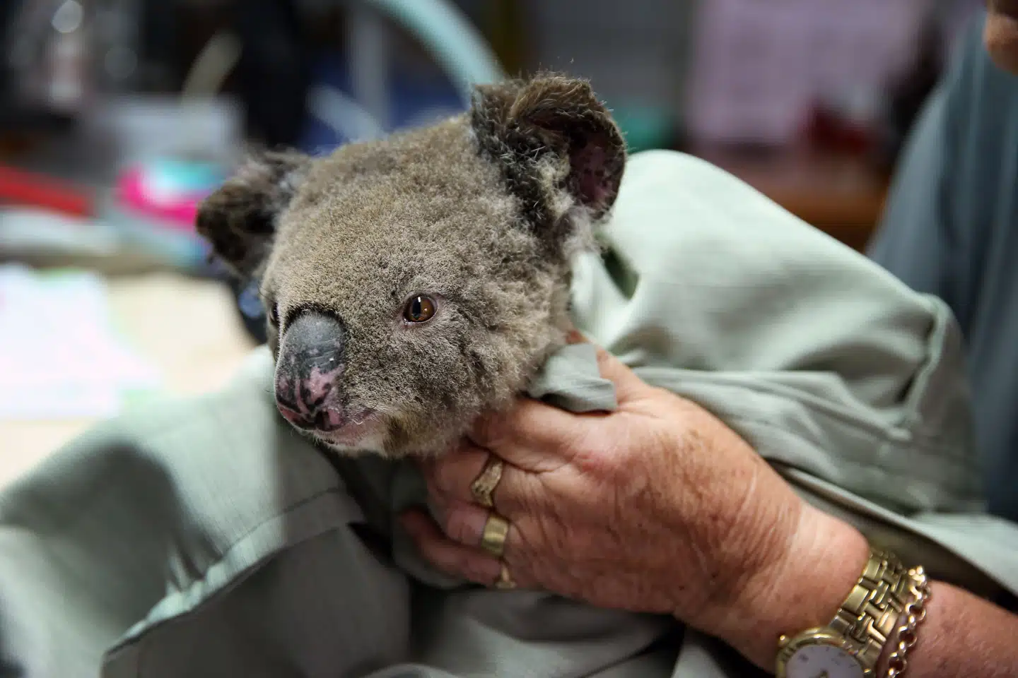 Koalaen Sharni behandles for brandsår på et hospital nord for Sydney. Australien er et af klodens såkaldt megadiverse lande med op til 700.000 forskellige dyrearter. Foto: Nathan Edwards/Getty Images