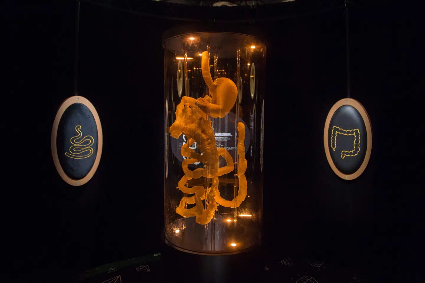 Det gælder bare om at blive gode venner med sin tarmflora i en fart. Foto: Cite des sciences et de l’industrie, Paris / AFP