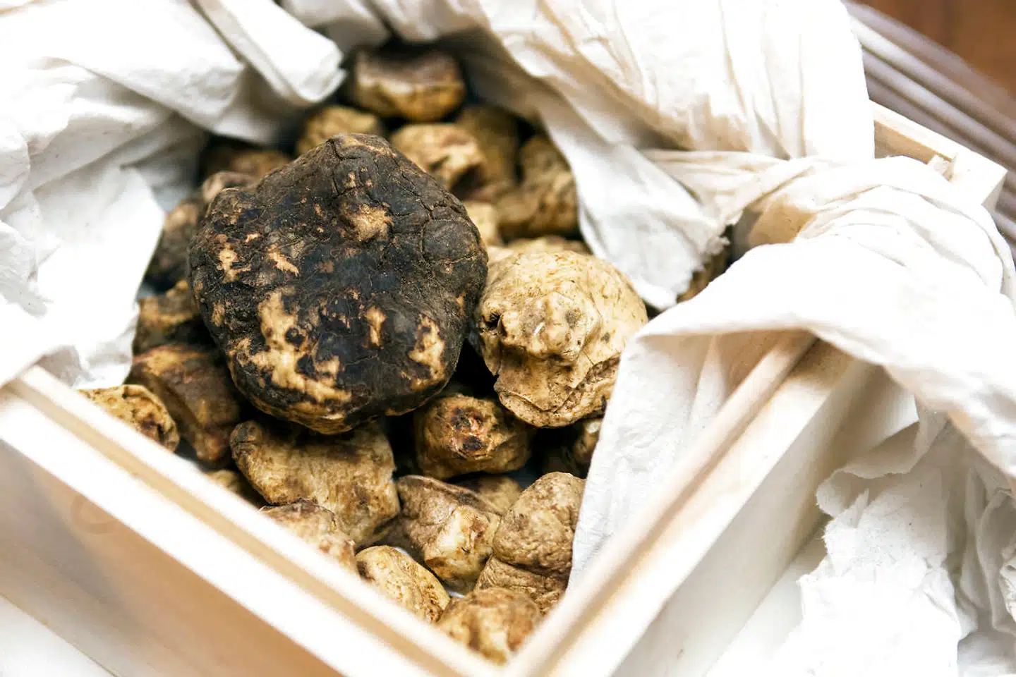 Det er muligt at finde trøfler i Danmark. Arkivfoto: Jan Jørgensen/Ritzau Scanpix