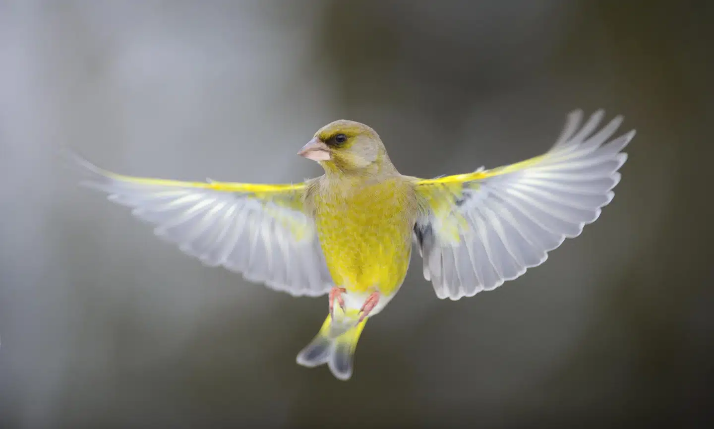 FOTO: SVEN ZACEK, SCANPIX