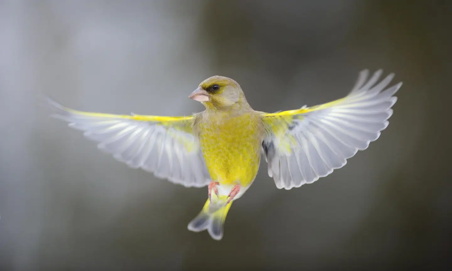 FOTO: SVEN ZACEK, SCANPIX