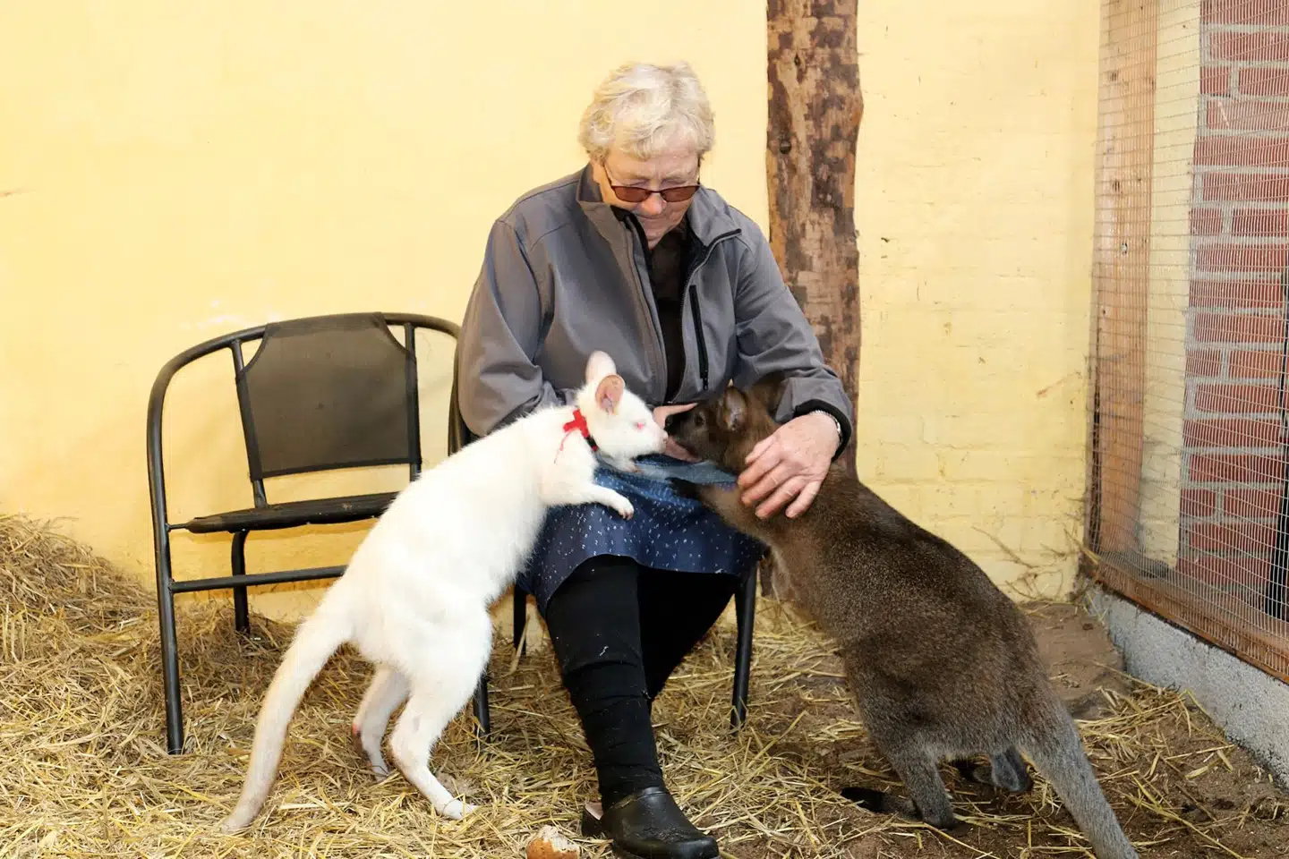 Hophans til venstre er albino og vil kun klappes af Inger Bach, og Hopla til højre er mere tillidsfuld, men meget livlig. På det seneste er mange af deres artsfæller blevet stjålet fra deres ejere til brug for det sorte marked. Inger Bach har haft besøg af tyvene tre gange. Privatfoto