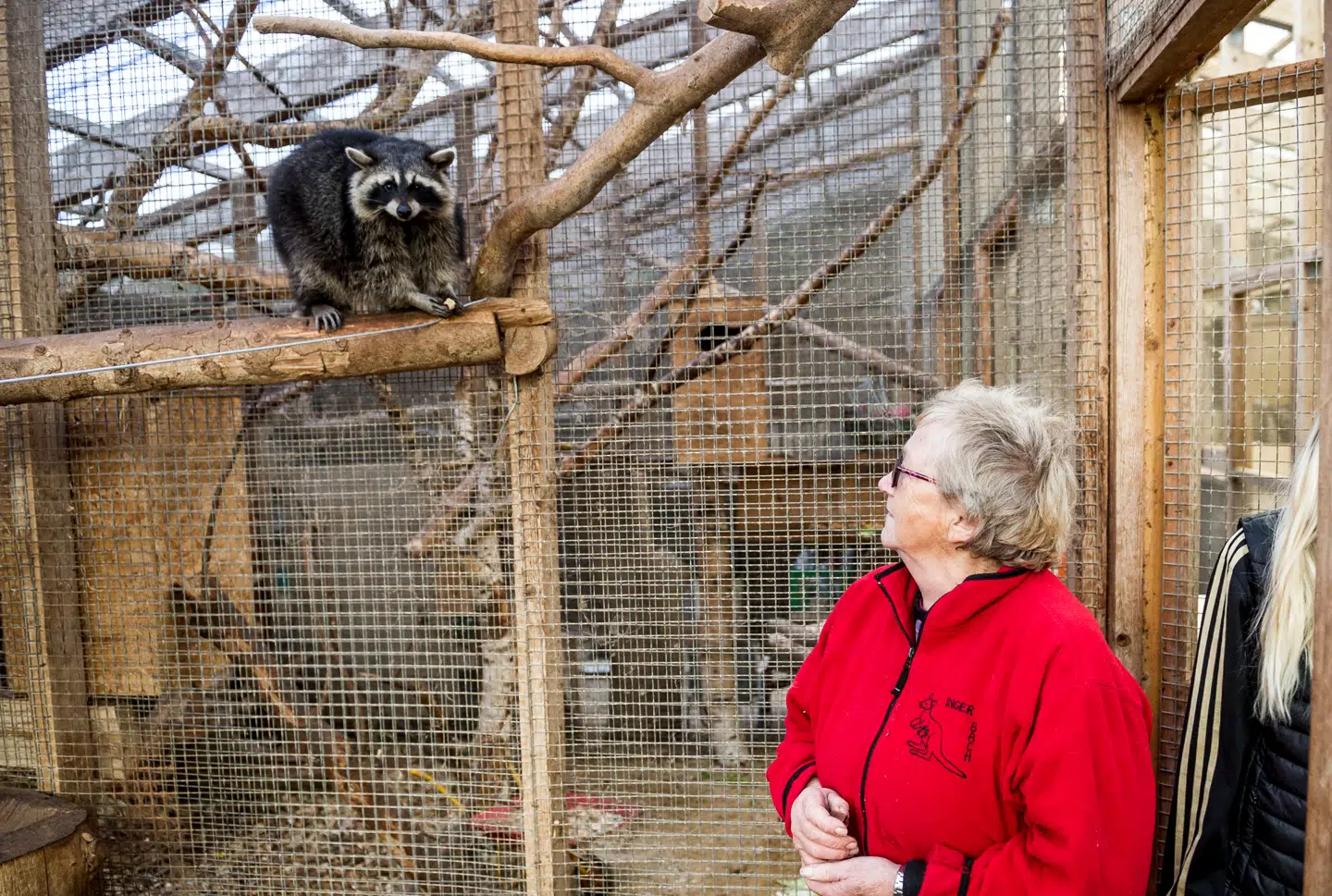 Lørdag den 15. oktober. Besøg på Dyrebakken, der holder åbent i efterårsferien. Dyrebakken drives af Inger Bach og en privat zoologisk have og en besøgshave. Inger Bach elsker sine dyr og har mange sjove historier. Man kan ofte få lov til at kæle med kænguruer, geder, kaniner m.m. Foto: Morten Pedersen.
