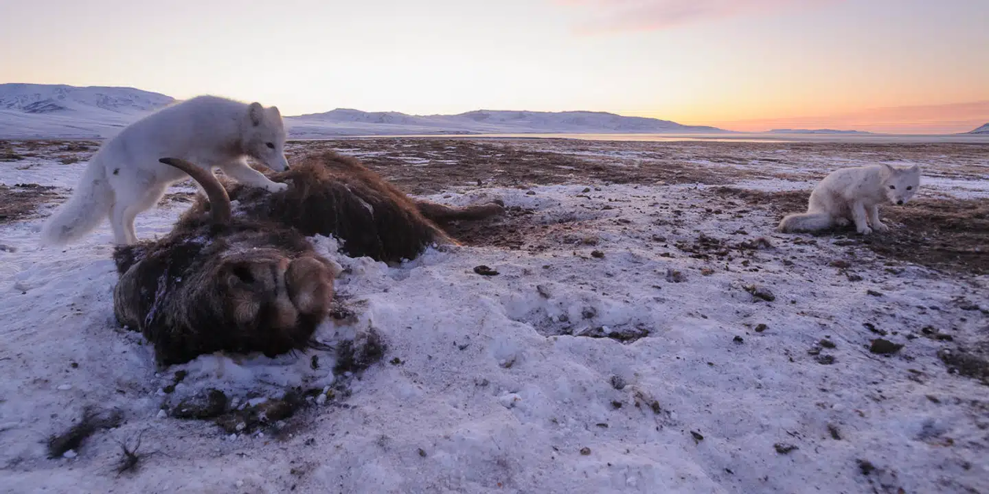 Blandt polarræve og moskusokser fandt forskerne næsten ingen unger eller kalve. At enkelte arter ikke reproducerer, er set før i det arktiske område, men slet ikke i så stort omfang som i 2018. Foto: Lars Holst Hansen
