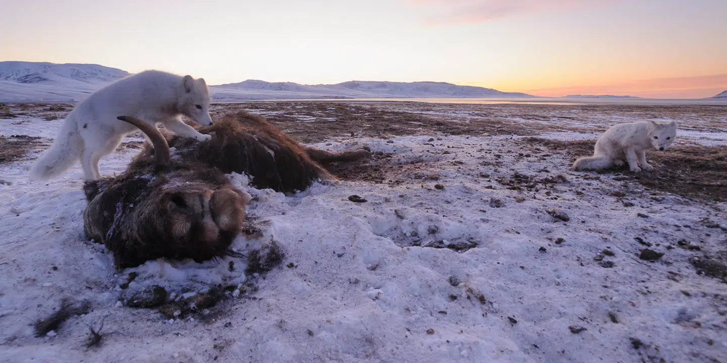 Blandt polarræve og moskusokser fandt forskerne næsten ingen unger eller kalve. At enkelte arter ikke reproducerer, er set før i det arktiske område, men slet ikke i så stort omfang som i 2018. Foto: Lars Holst Hansen