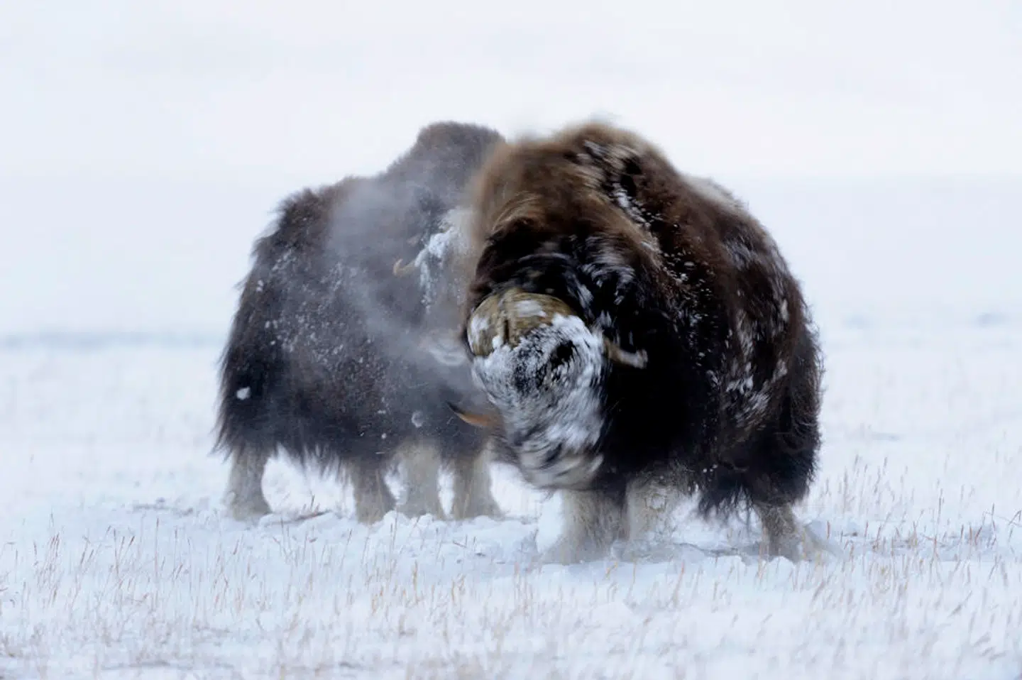 Moskusokser, der i 2018 næsten ingen kalve fik. Fotos: Lars Holst Hansen