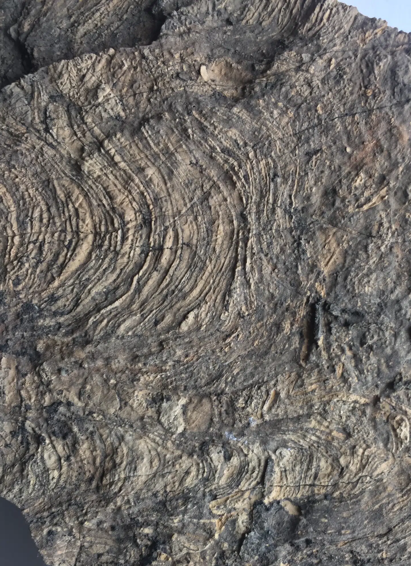 Buerne på klippestykket er formet af bakteriemåtter kaldet stromatolitter, som man også håber at finde på Mars. Foto: Minik Rosing/Globe Institute, Københavns Universitet