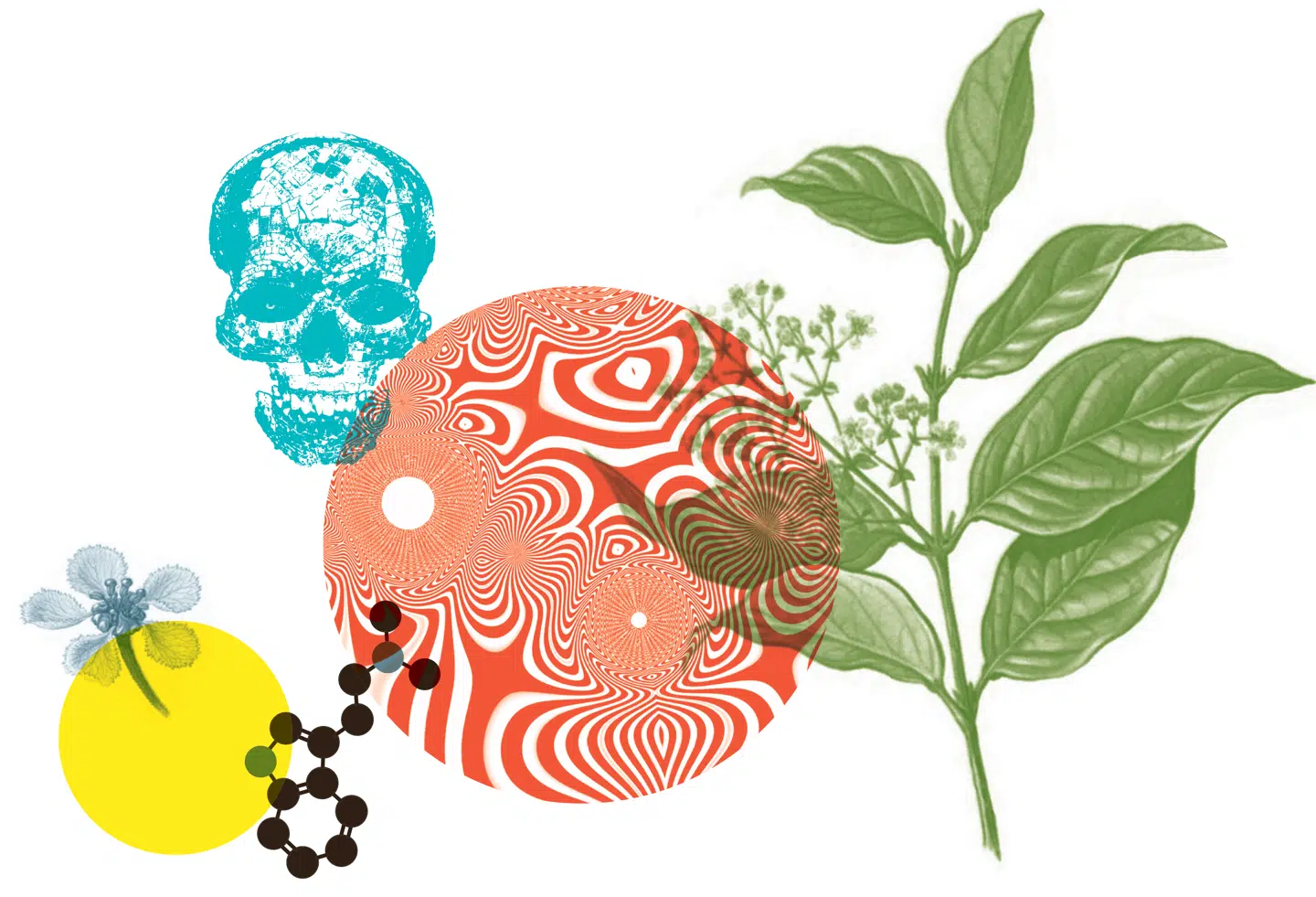 Ayahuasca er en væske for sig. Den består af plantestoffer, der ikke kan patenteres, de kan ikke fremstilles i et laboratorium, og så er der alle ritualerne. Grafik: Andreas Paretti