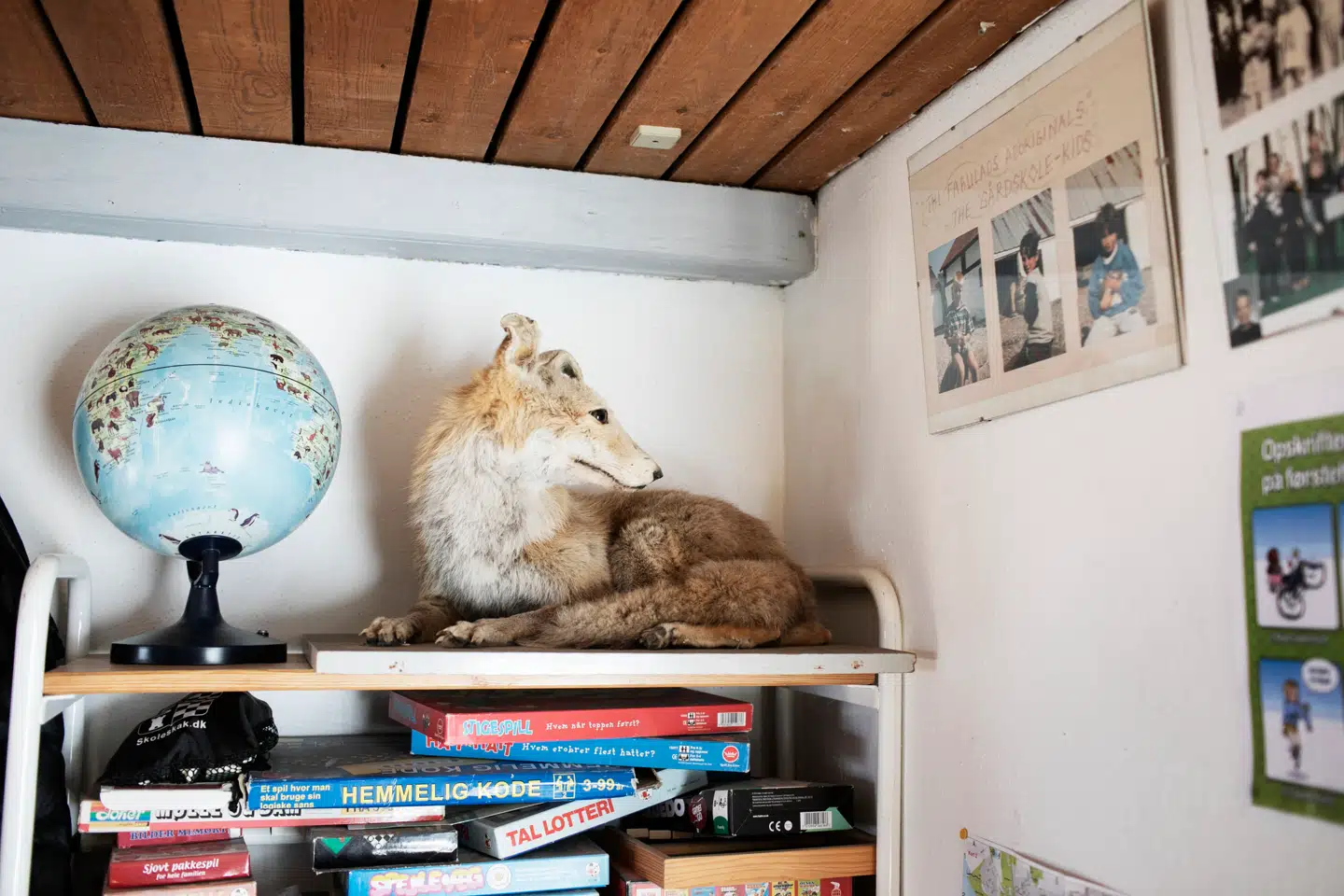 Denne ræv ligger i deres klasselokale.