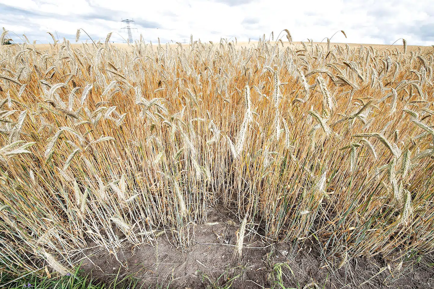 Omkostninger på fem procents reduktion af bruttonationalproduktet frem mod 2050 lyder ikke som et højt tal set i forhold til gevinsterne ved undgåede klimaændringer. Foto: Henning Bagger/Ritzau Scanpix