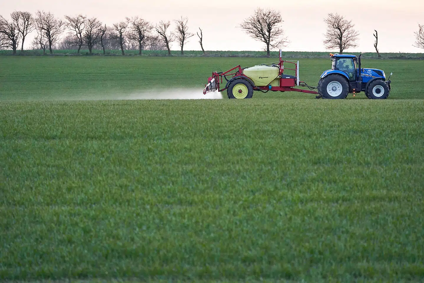 Landbrugets andel af den samlede udledning af drivhusgasser er på ti år vokset fra 15 til 22,4 procent. Foto: Claus Bonnerup / Ritzau Scanpix