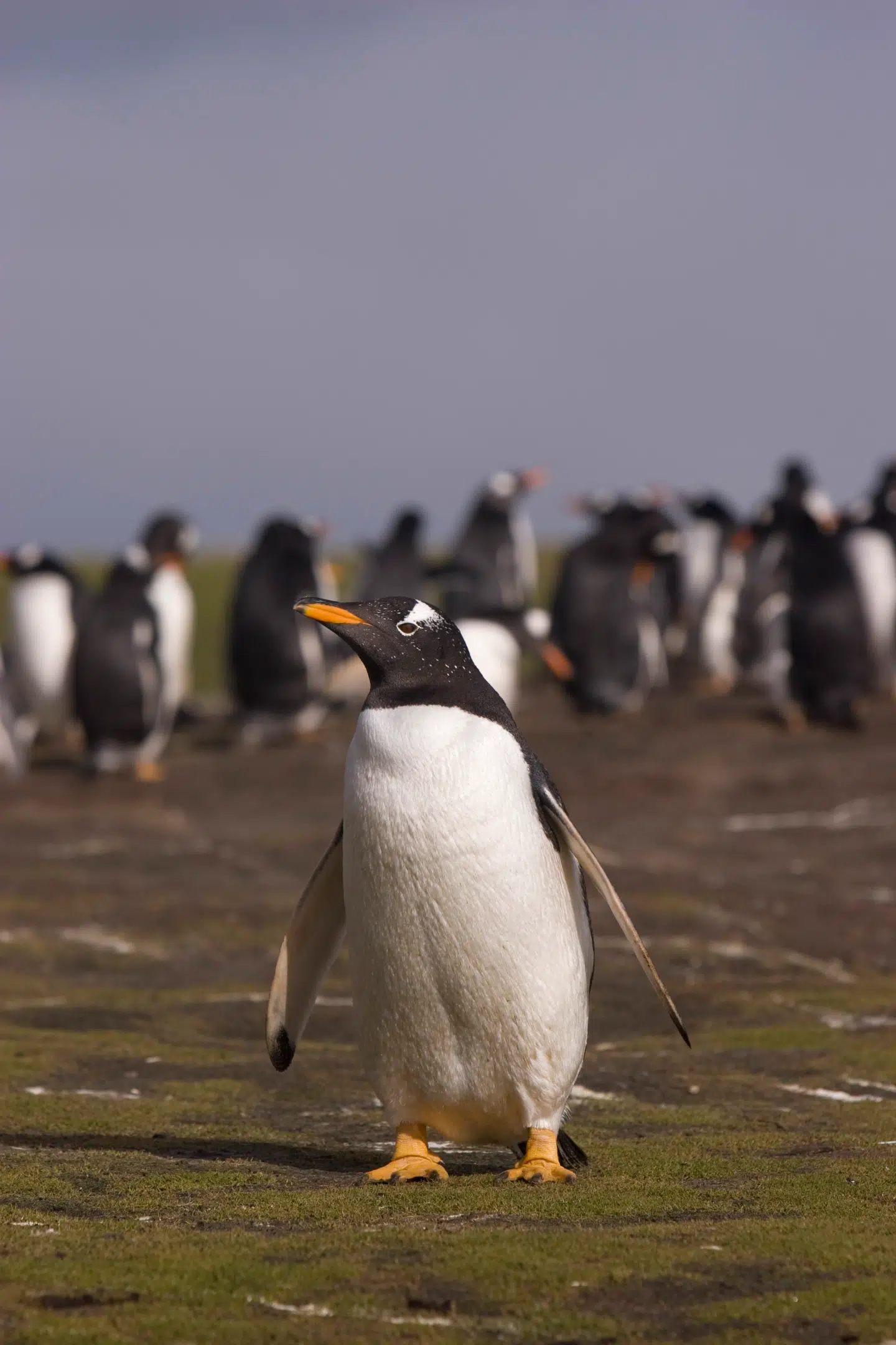 Æselpingvin. Foto: Pier Nirandara