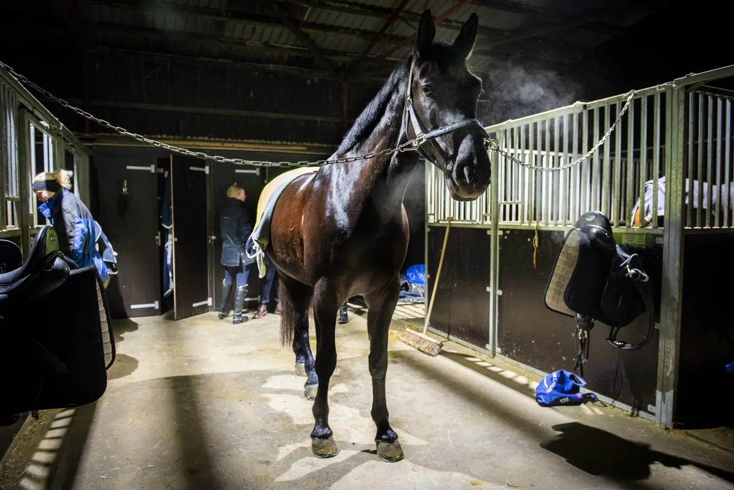 Den perfekte politihest skal både være i topform fysisk og kunne forholde sig roligt i stressende situationer. FOTO: PETRA THEIBEL JACOBSEN
