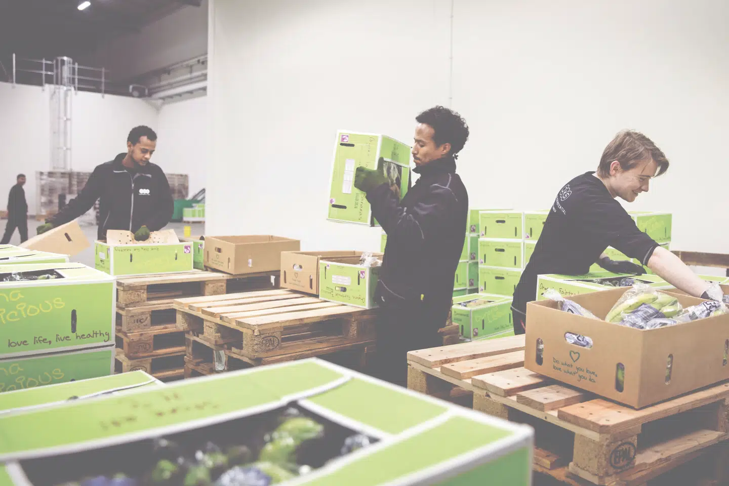 Et helt hold hjælper Banan-Torben med at få bananerne gjort modne og sendt af sted. FOTO: NIELS CHRISTENSEN