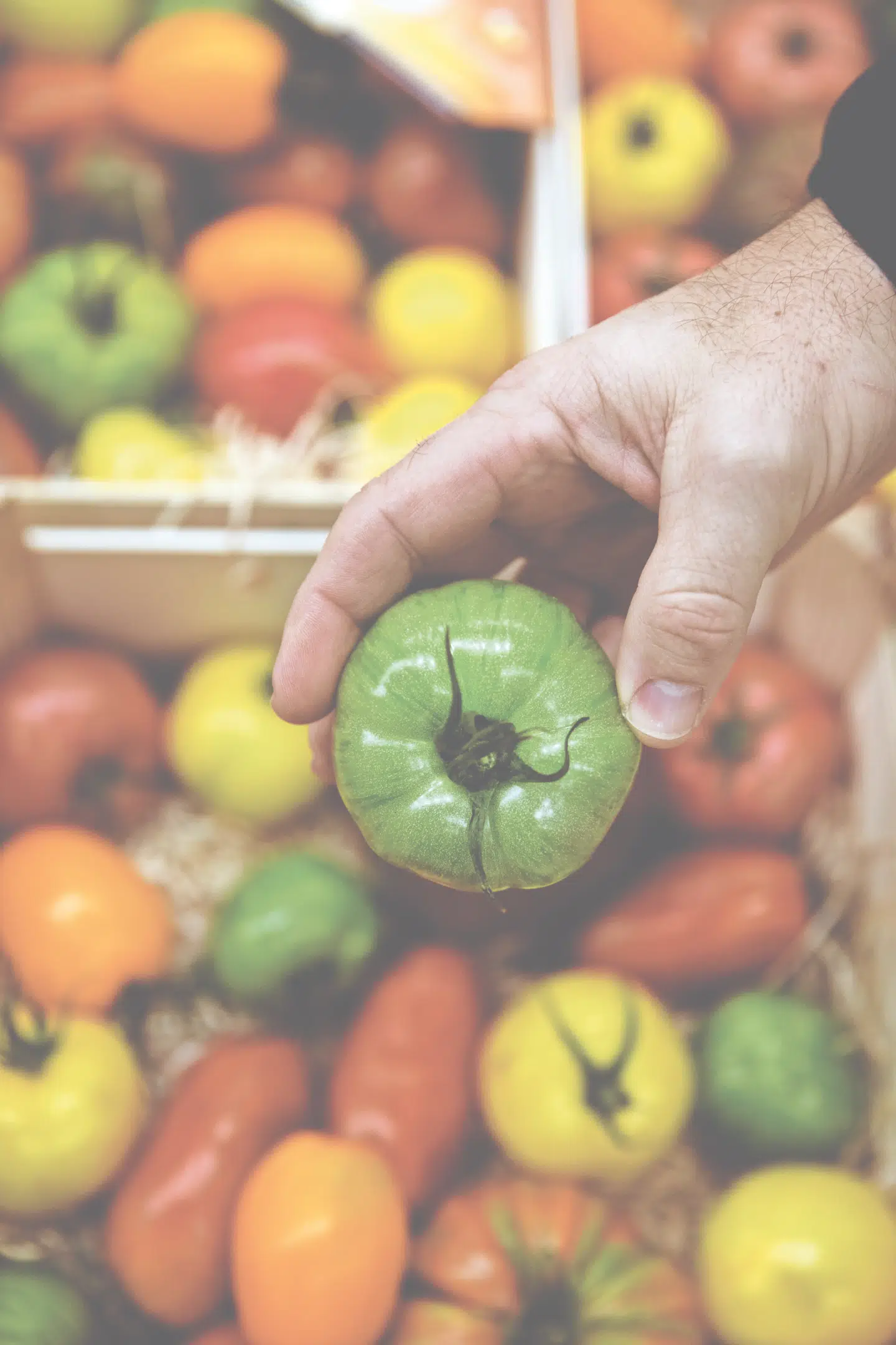 Umoden tomat. FOTO: NIELS CHRISTENSEN