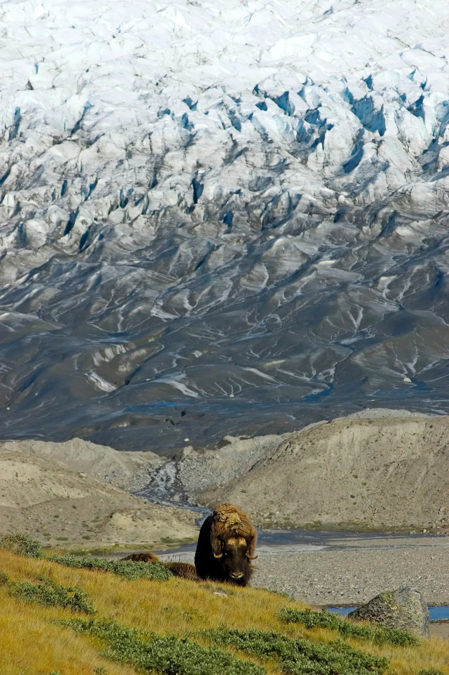 Store, græssende pattedyr som moskusokser (her) og rensdyr kan holde plantevæksten nede og dermed dæmpe planternes bidrag til at holde på varmen. FOTO: RITZAU SCANPIX