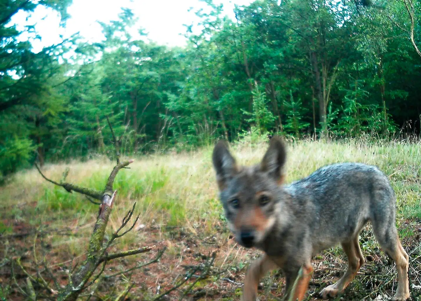 Vildtkameraer har blandt afsløret ulve i Danmark – men rundt omkring i verden dukker homo sapiens op på billederne, og det ind i mellem i aparte situationer. Arkivfoto: Ritzau Scanpix / Ulvetracking.dk.