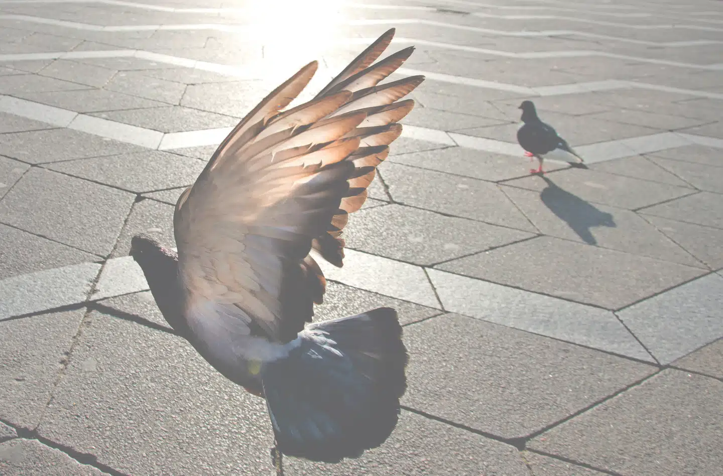 En af de ting, Carl holder øje med som fotograf, er, hvordan lyset rammer overflader og reflekteres, som her i fliserne bag duen. Fotos: Carl Ravnbak