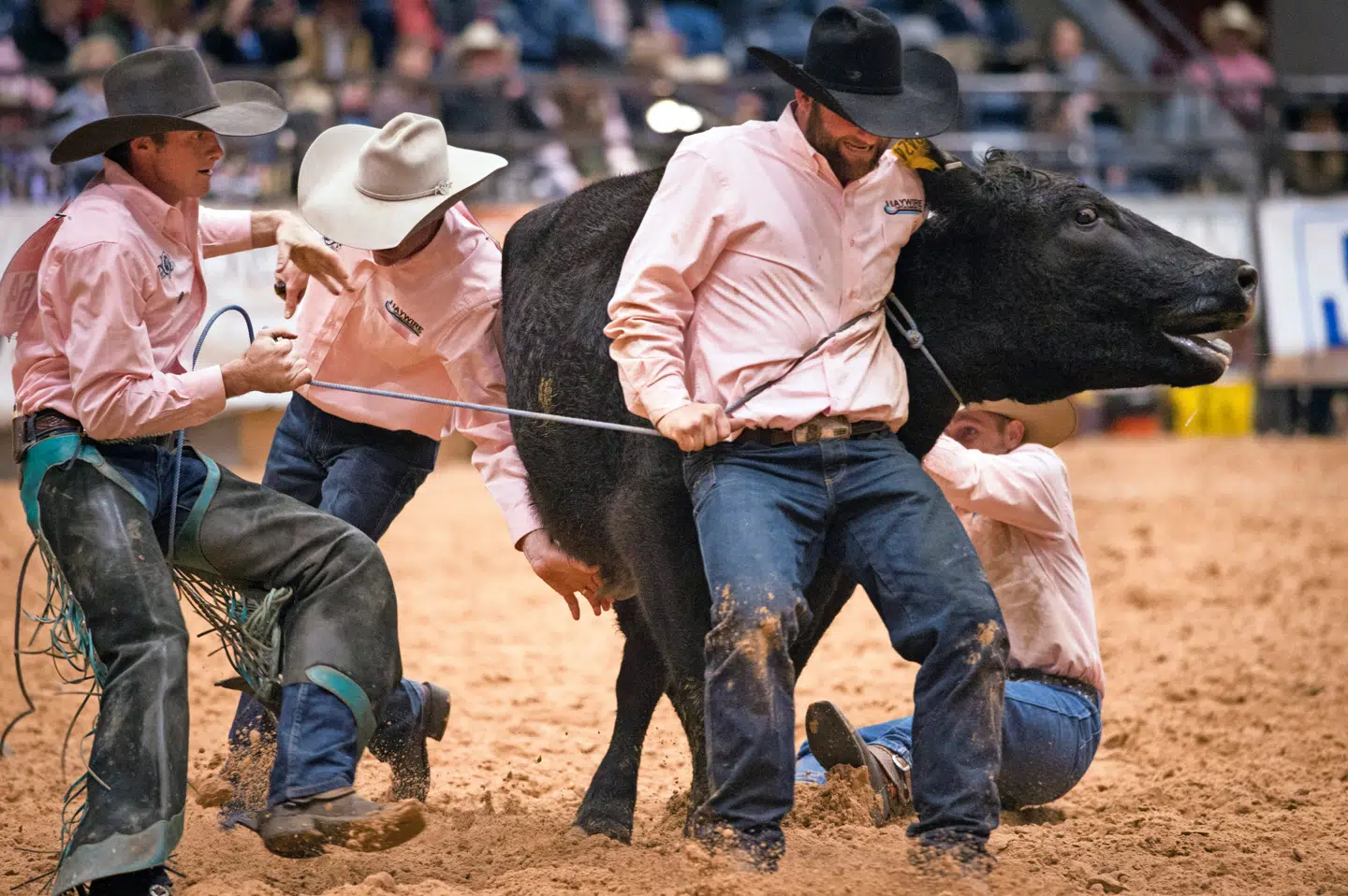 Rodeo i Amarillo, Texas. Delstaten karakteriseres af maskulin styrke, olieboringer og kvægavl, skydevåben og dødsstraf, countrymusik og pickuptrucks. FOTO: JESSICA BRANDI LIFLAND/POLARIS