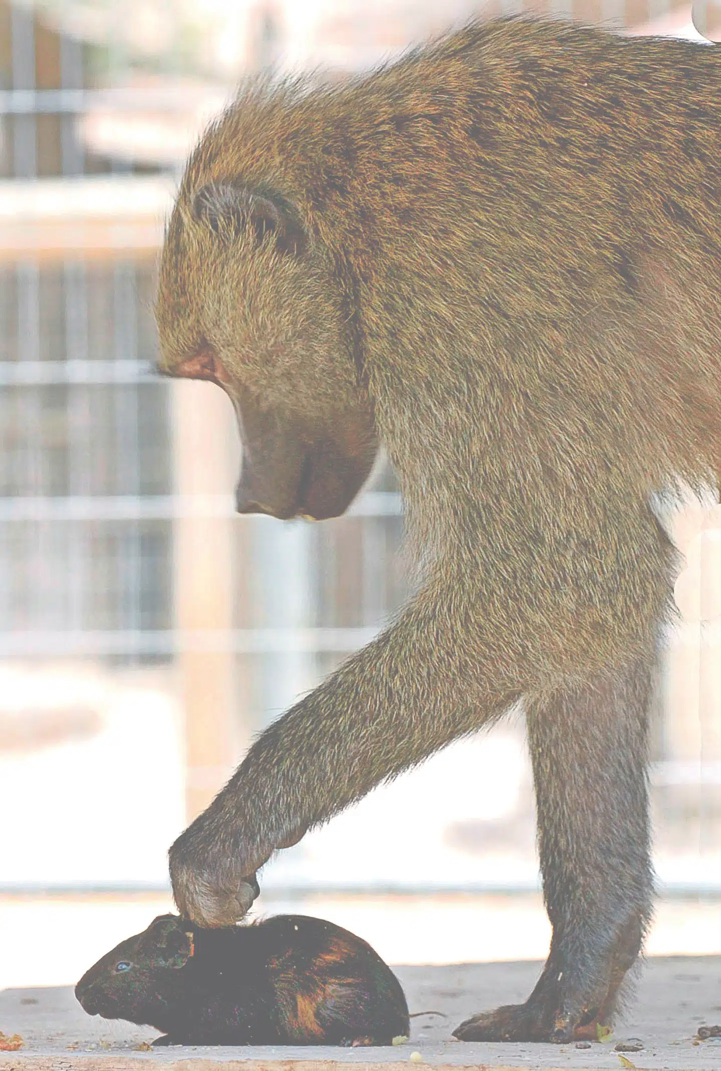 Mennesket kan som andre dyr med fordel udforskes via sin evolution, genetik og hjernebiologi. Her drager en hunbavian omsorg for en hamster. FOTO: AFP/SCANPIX