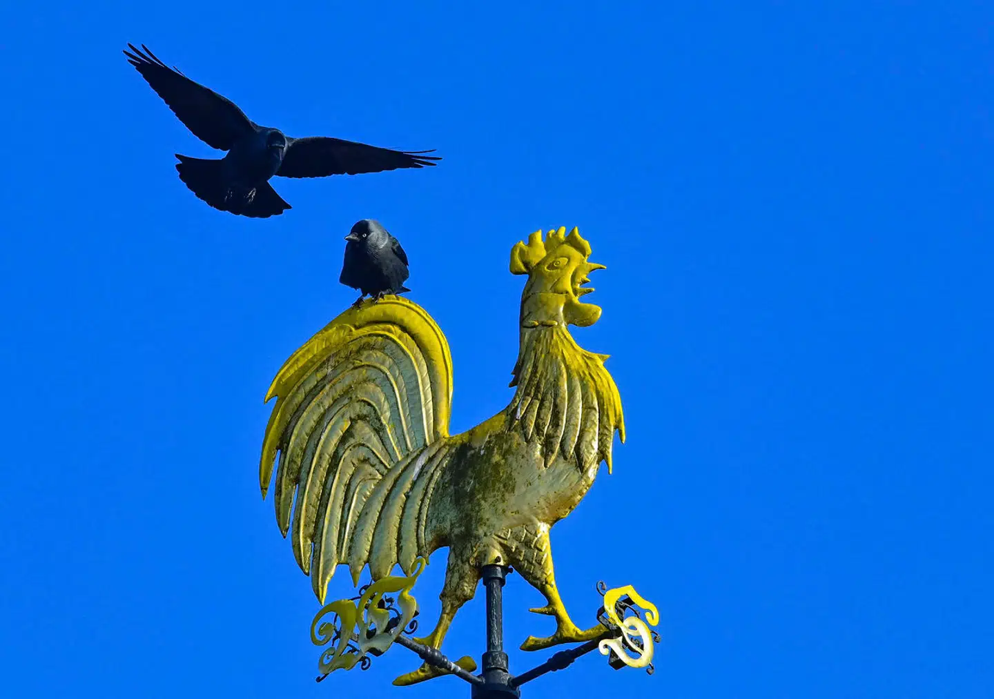 Allikernes familiære relationer er ikke til at bryde trods foderincitamenter. Arkivfoto: Patrick Pleul, Scanpix