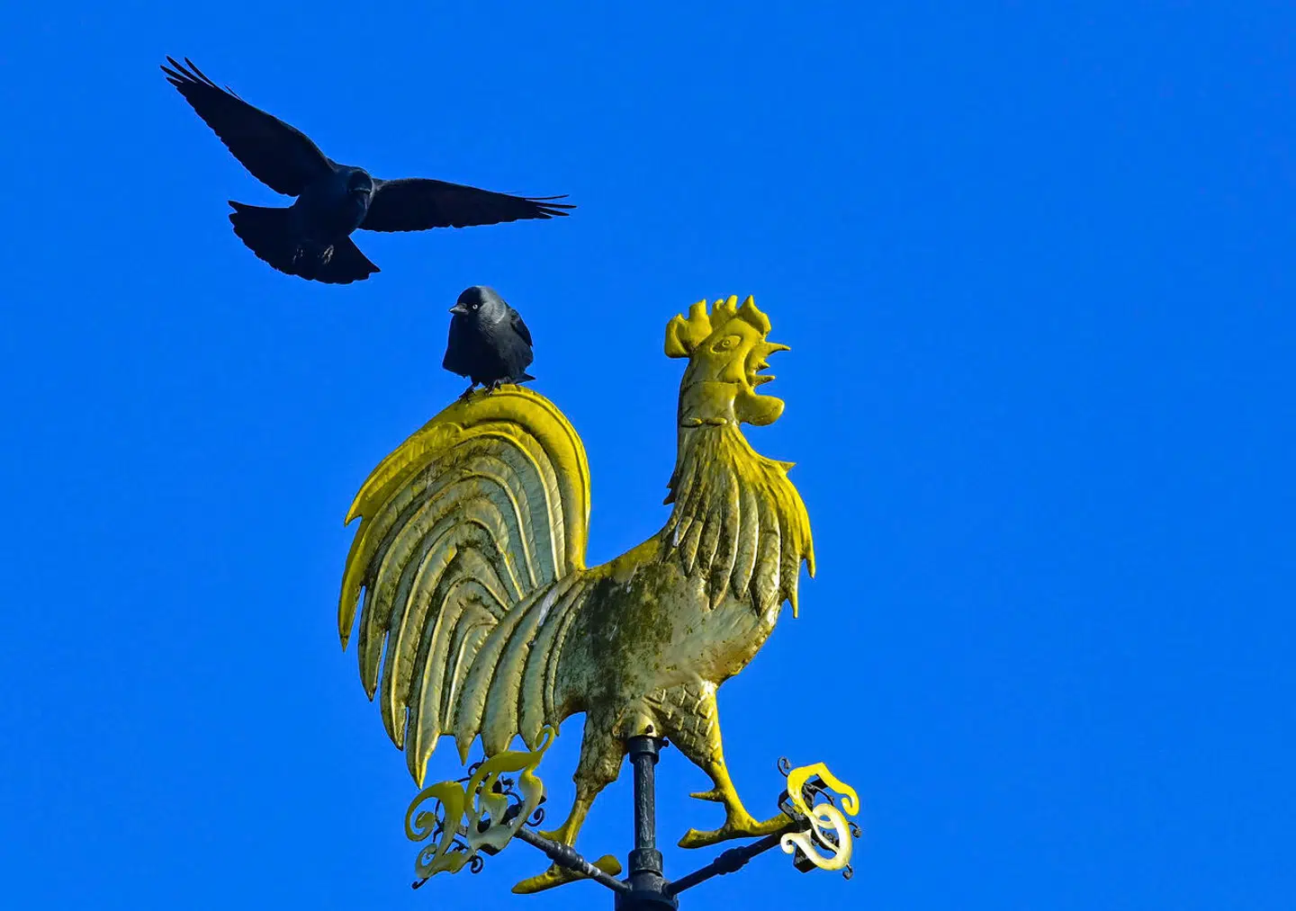 Allikernes familiære relationer er ikke til at bryde trods foderincitamenter. Arkivfoto: Patrick Pleul, Scanpix