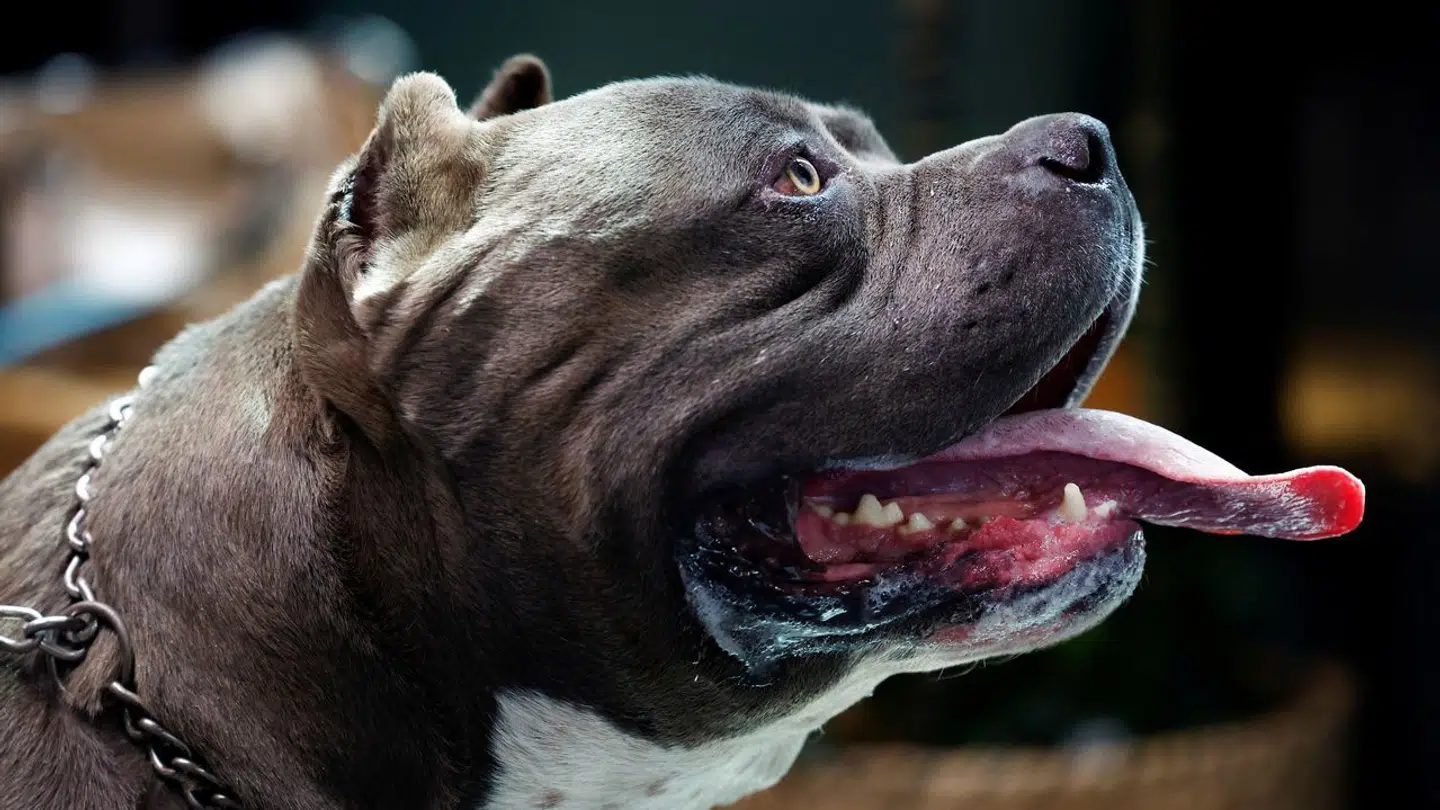 En American Bully XXL.