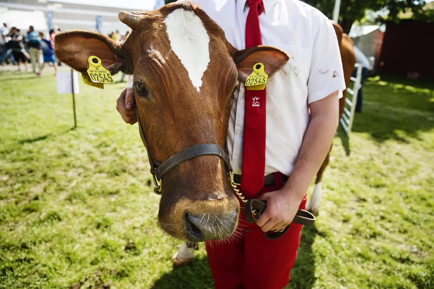 Mælkeproduktion kan blive pålagt en CO2-afgift. (Arkivfoto).