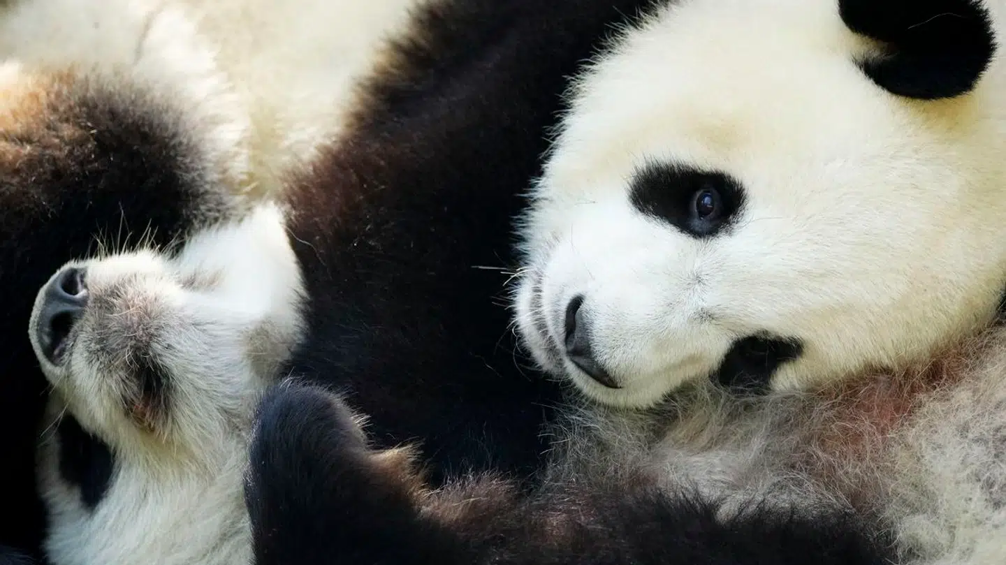 Pandaer i fangeskab lider af jetlag.