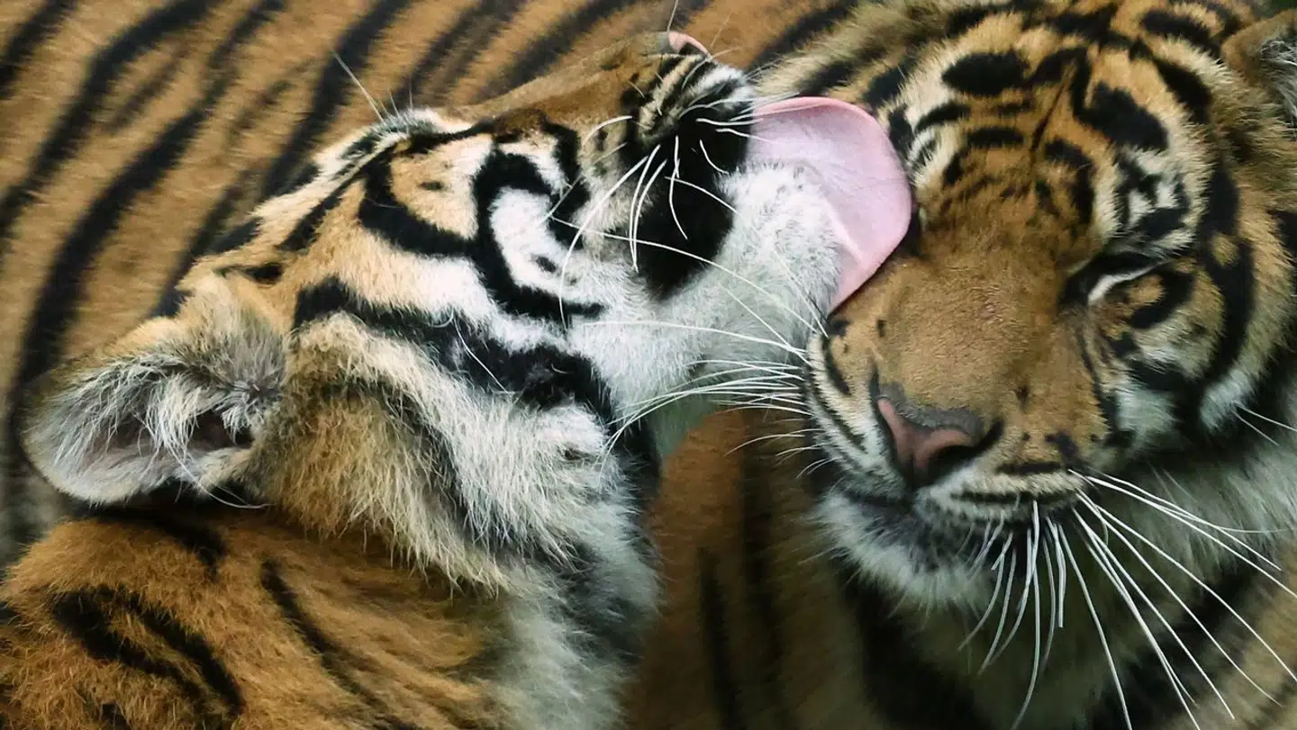 Man kan blandt andet se tigere i Guldborgsund Zoo.